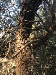 Pardalotus punctatus