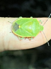 Chlorochroa