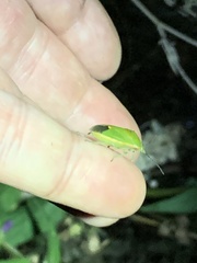 Chlorochroa