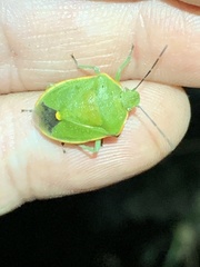 Chlorochroa