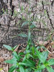 Andrographis paniculata
