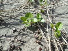 Calystegia soldanella