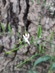 Andrographis paniculata