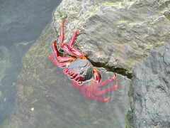Grapsus adscensionis