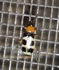 Paranapiacaba tricincta