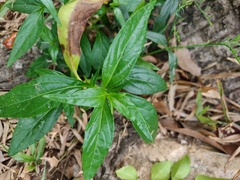 Andrographis paniculata