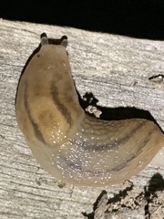 Ambigolimax valentianus