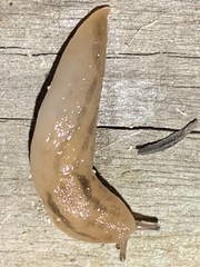 Ambigolimax valentianus