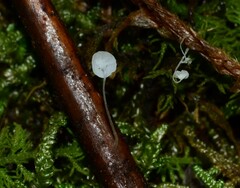 Porotheleaceae