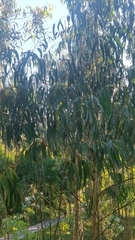 Eucalyptus globulus