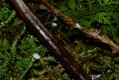 Porotheleaceae