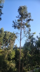 Eucalyptus globulus