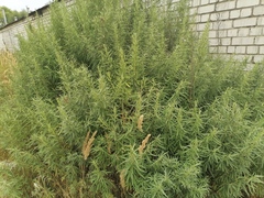Artemisia umbrosa