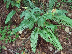Porotheleaceae