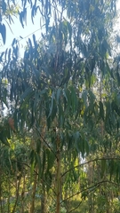 Eucalyptus globulus