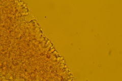 Porotheleaceae