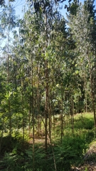 Eucalyptus globulus