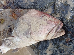 Plectropomus leopardus