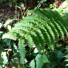 Dryopteris affinis