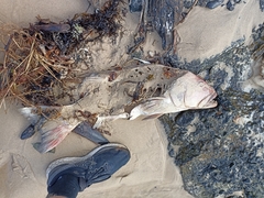 Plectropomus leopardus