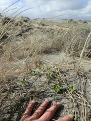 Calystegia soldanella