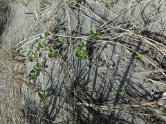 Calystegia soldanella