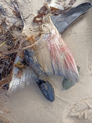 Plectropomus leopardus