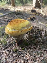 Phaeolus