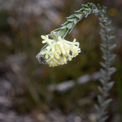 Pimelea octophylla