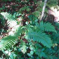 Dryopteris affinis