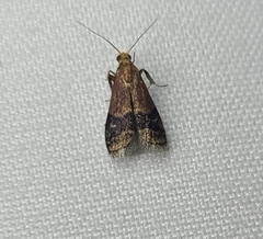 Eulogia ochrifrontella