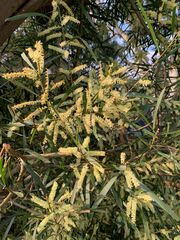 Acacia floribunda