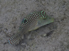 Canthigaster solandri