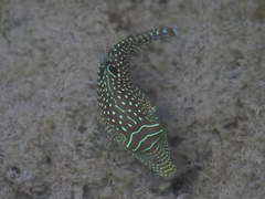 Canthigaster solandri