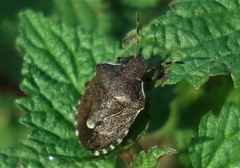 Holcostethus sphacelatus