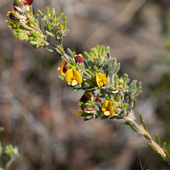 Pultenaea canaliculata