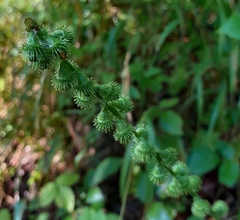 Agrimonia eupatoria