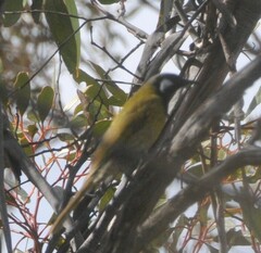 Nesoptilotis leucotis