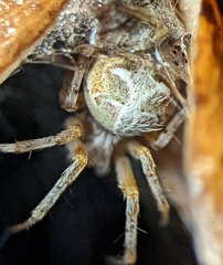 Metepeira labyrinthea