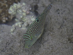 Canthigaster solandri