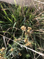 Helichrysum luteoalbum