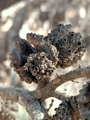 Callitris verrucosa