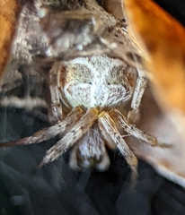 Metepeira labyrinthea