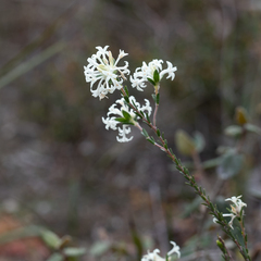 Pimelea phylicoides