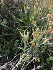 Helichrysum luteoalbum