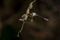 Leptogaster