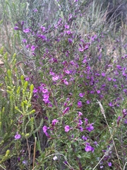 Muraltia macropetala