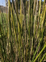 Juncus pallidus