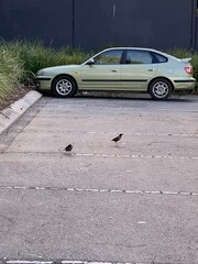 Acridotheres tristis