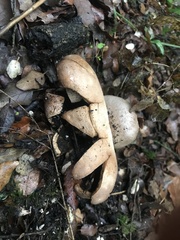 Myriostoma